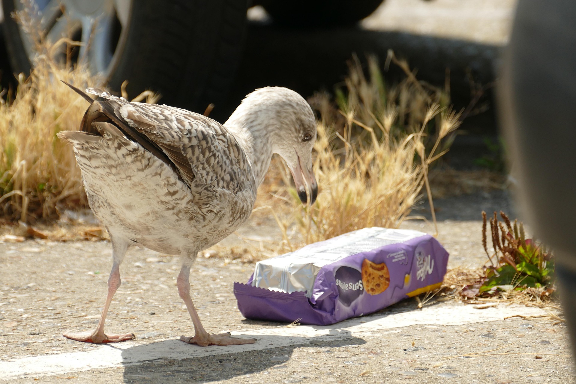 The Invisible Tide: Ocean Microplastics and the Threat to Sustainable Development